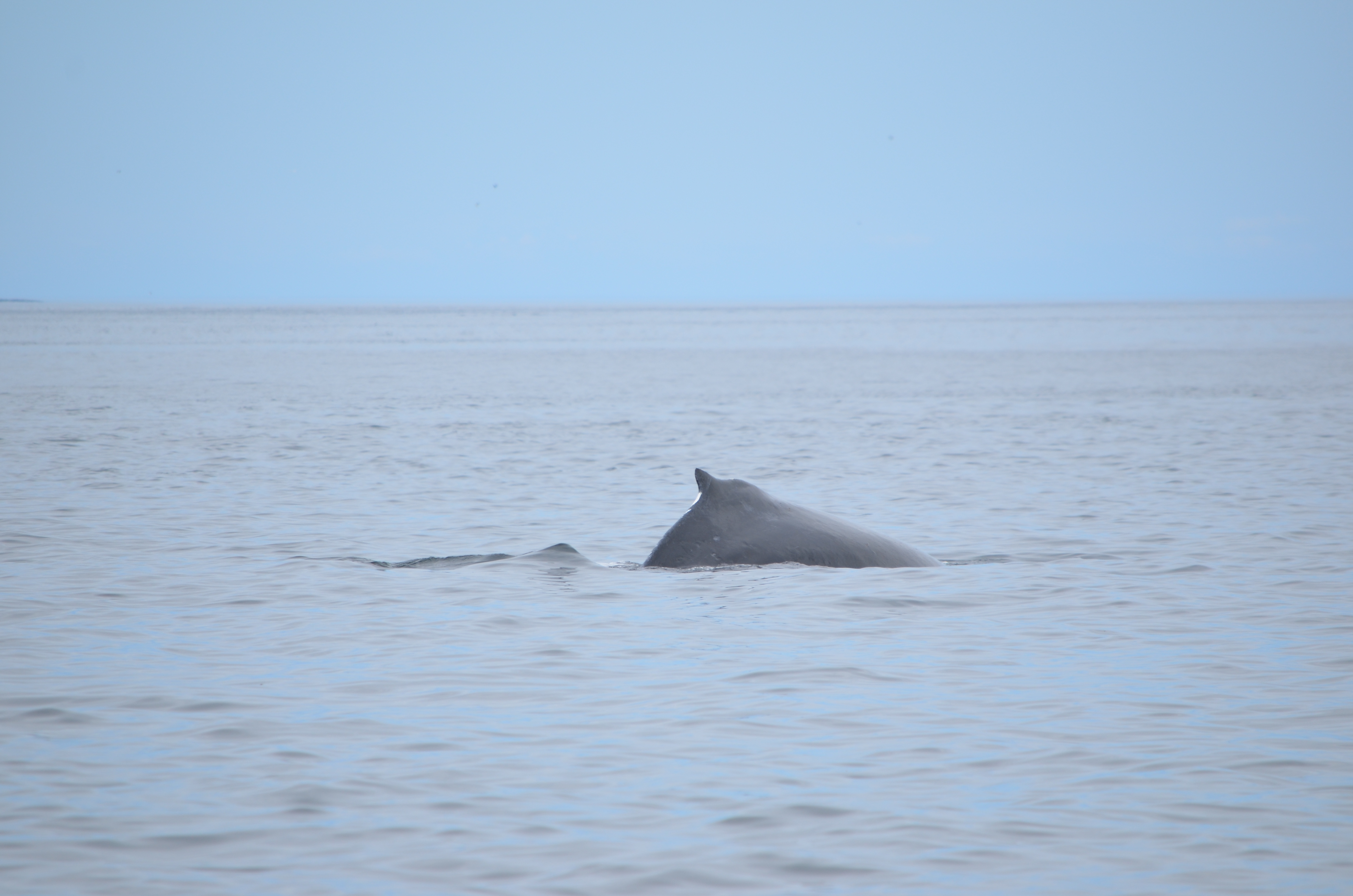 photos/wildlife/Mammal_Species/Humpback Whale/DSC_0191.JPG